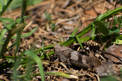Oedipoda caerulescens