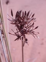 Cyperus marginatus