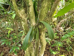 Trichocentrum pumilum