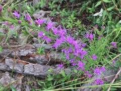 Liatris microcephala