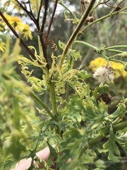 Jacobaea