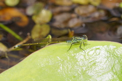 Ischnura pruinescens