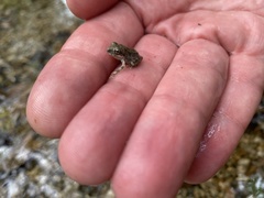 Pseudacris cadaverina