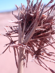 Cyperus marginatus