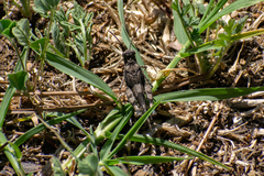 Oedipoda caerulescens