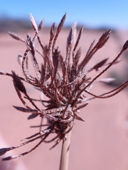 Cyperus marginatus