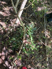 Ilex cornuta