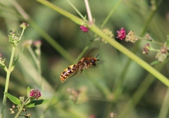 Xanthocampsomeris limosa