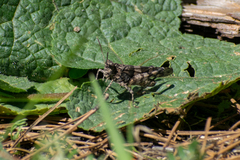 Oedipoda caerulescens