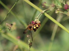 Xanthocampsomeris limosa