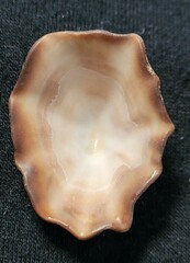 Siphonaria gigas