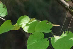 Phylloscopus sibilatrix