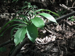 Lilium tsingtauense