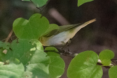 Phylloscopus sibilatrix
