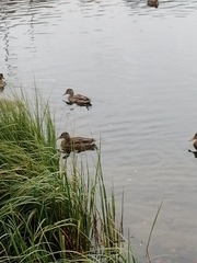 Anas platyrhynchos