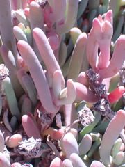 Malephora purpureocrocea