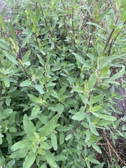 Chenopodium