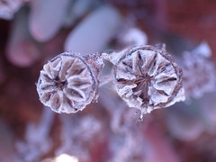 Malephora purpureocrocea
