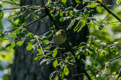 Phylloscopus sibilatrix