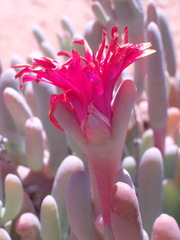 Malephora purpureocrocea