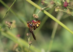 Xanthocampsomeris limosa