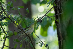 Phylloscopus sibilatrix