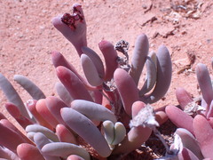 Malephora purpureocrocea