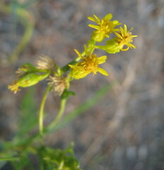 Solidago missouriensis