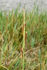 Carex utriculata