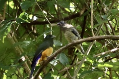 Trogon melanocephalus