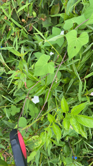 Ipomoea lacunosa
