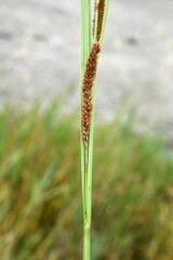 Carex utriculata