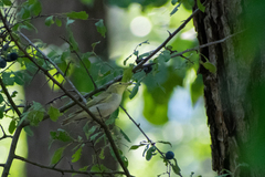 Phylloscopus sibilatrix