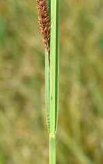 Carex utriculata