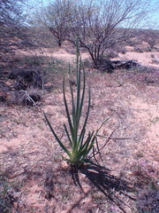 Albuca canadensis