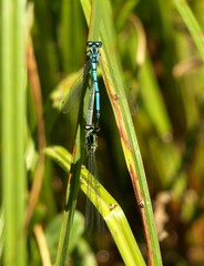 Coenagrion puella