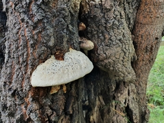 Climacocystis borealis