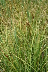 Carex utriculata