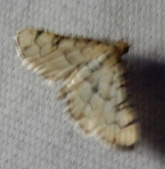 Hileithia rehamalis