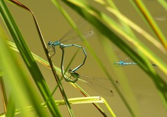 Coenagrion puella