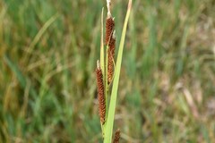 Carex utriculata