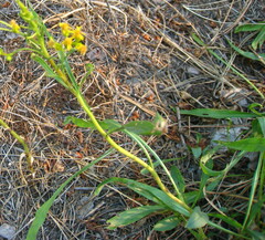 Solidago missouriensis