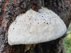 Climacocystis borealis