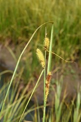 Carex utriculata