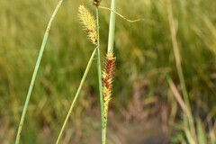 Carex utriculata