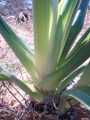 Albuca canadensis