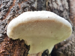 Climacocystis borealis