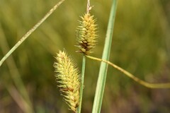 Carex utriculata