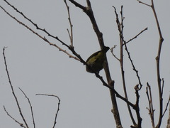 Anthreptes rectirostris