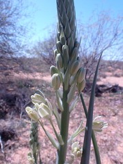 Albuca canadensis